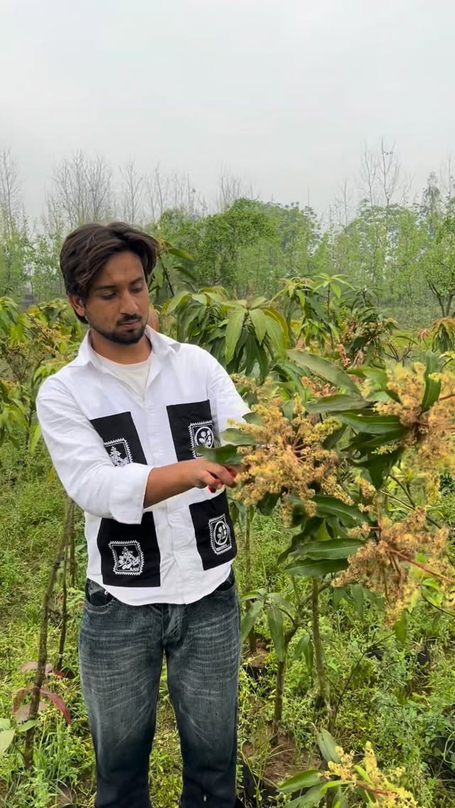 zainul_nursery 게시물 이미지: Mango plants care🌱
@zainul_nursery...