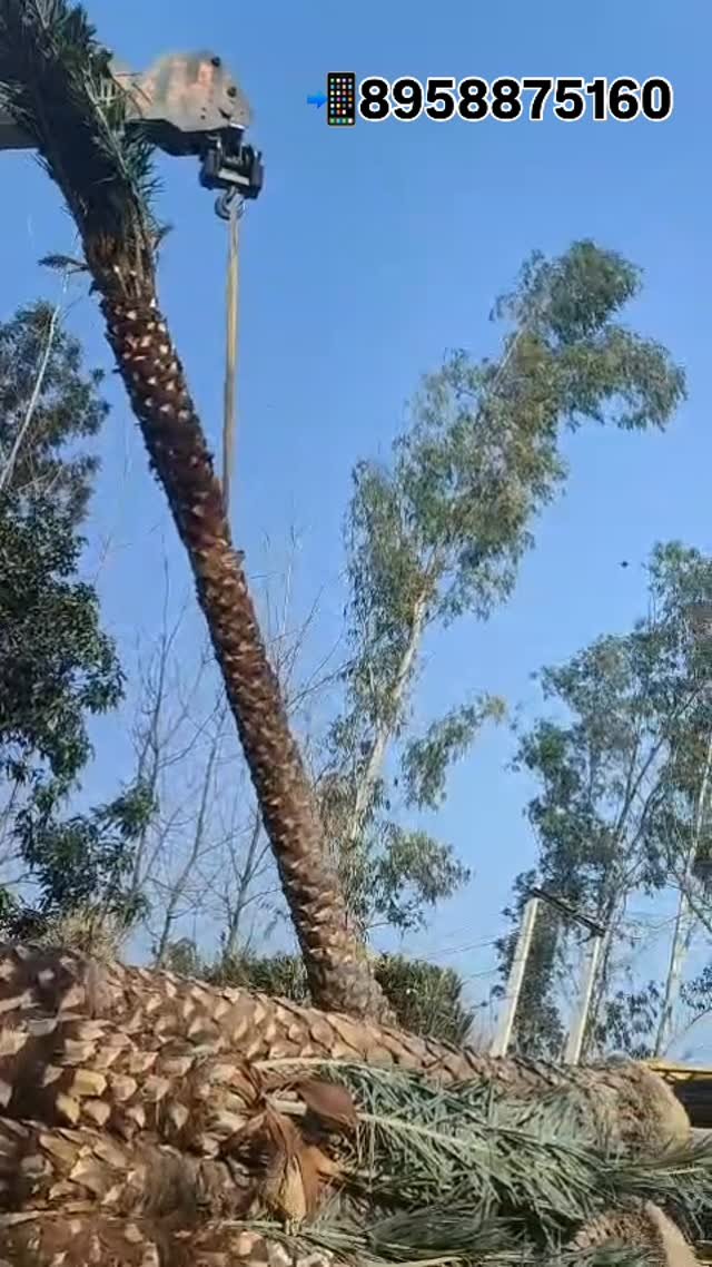 zainul_nursery 게시물 이미지: Date palms bulk quantity...