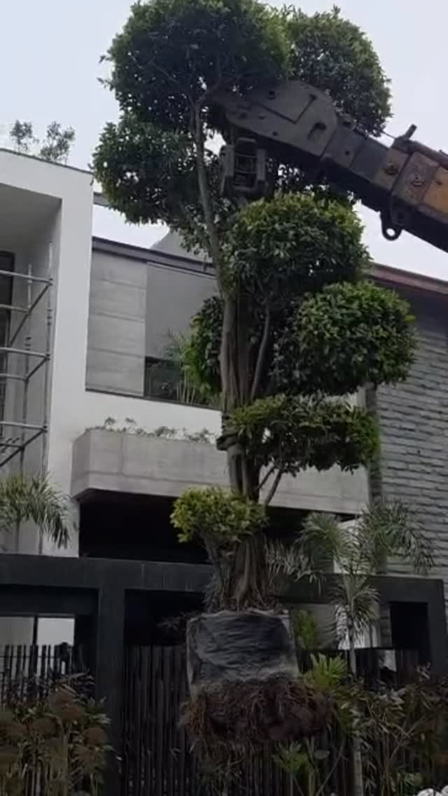 zainul_nursery 게시물 이미지: Latusa tapori plant
@zainul_nursery 

#plants...