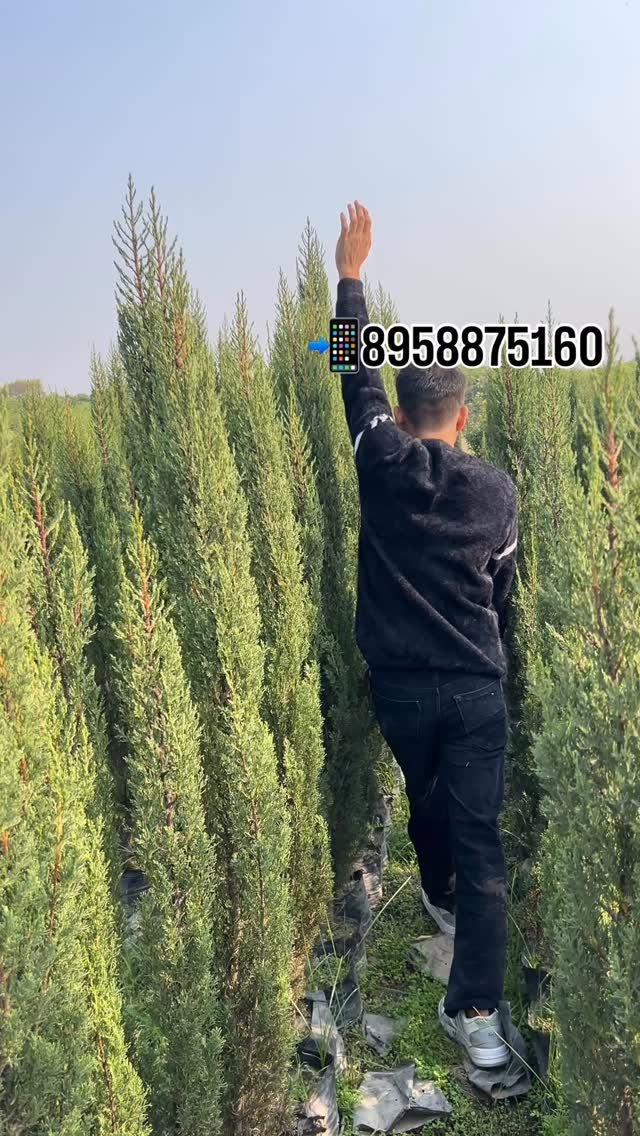 zainul_nursery 게시물 이미지: Pencil Pine plants 🪴 
.
.
@zainul_nursery...