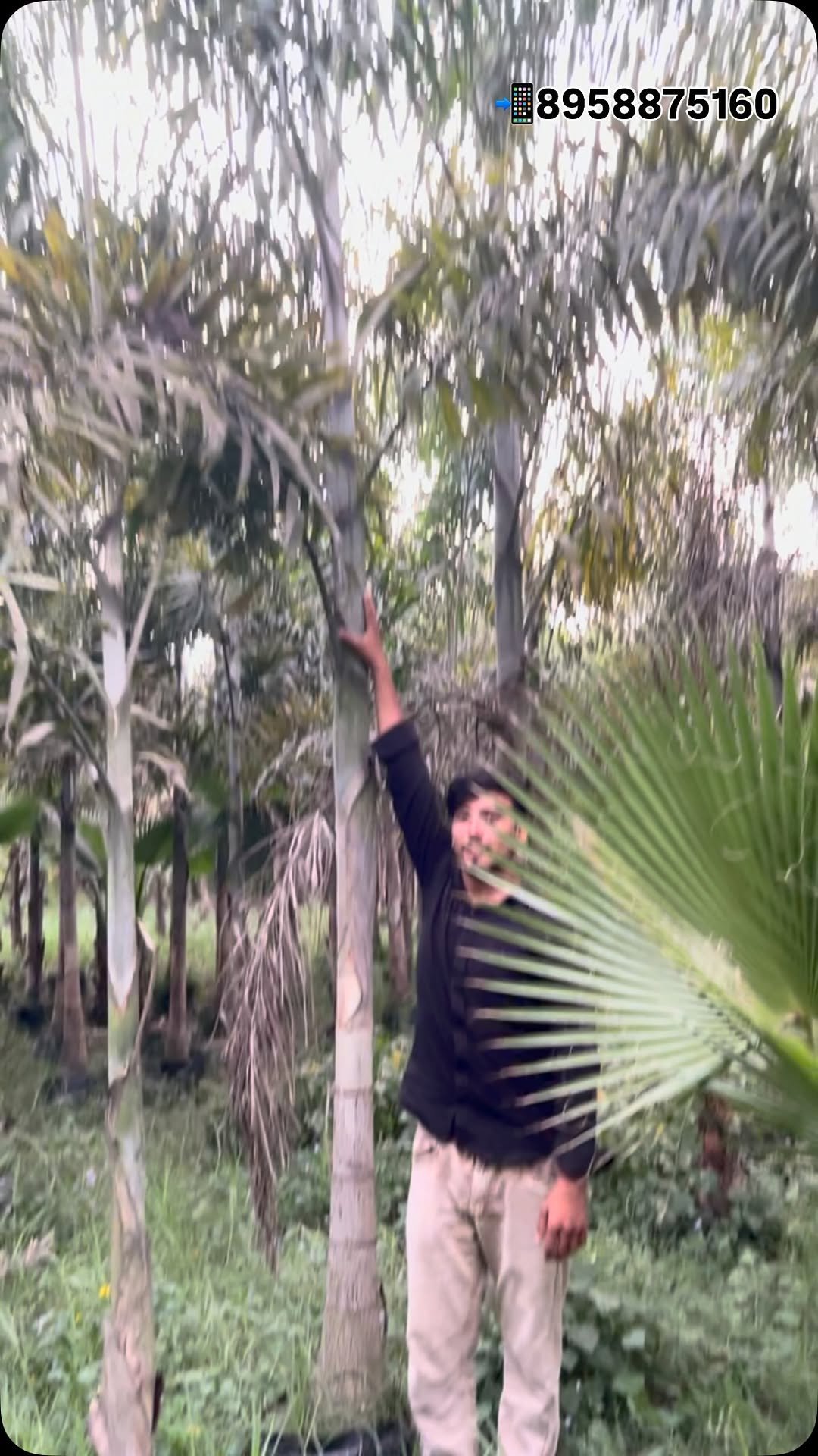 zainul_nursery 게시물 이미지: Foxtail palms 🌴
@zainul_nursery 

#plants...