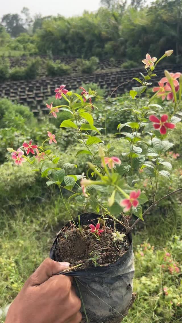 zainul_nursery 게시물 이미지: Madhu Malti creeper 
@zainul_nursery 
#plants...