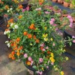 aadvik_nursery_gardens 프로필 사진