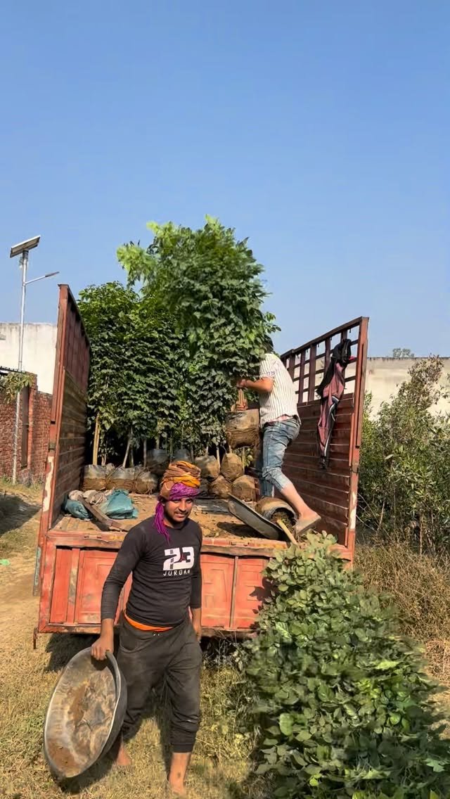 zainul_nursery 게시물 이미지: Red machira plants 🪴 
@zainul_nursery...