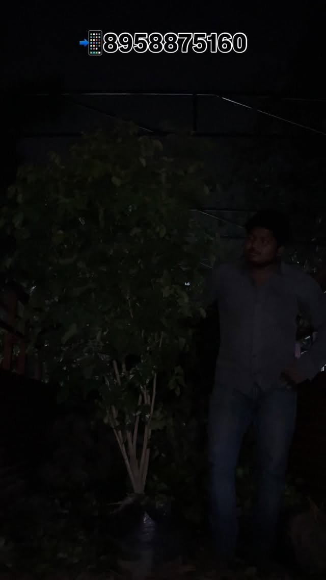 zainul_nursery 게시물 이미지: Red machira plants 🌱 
development...