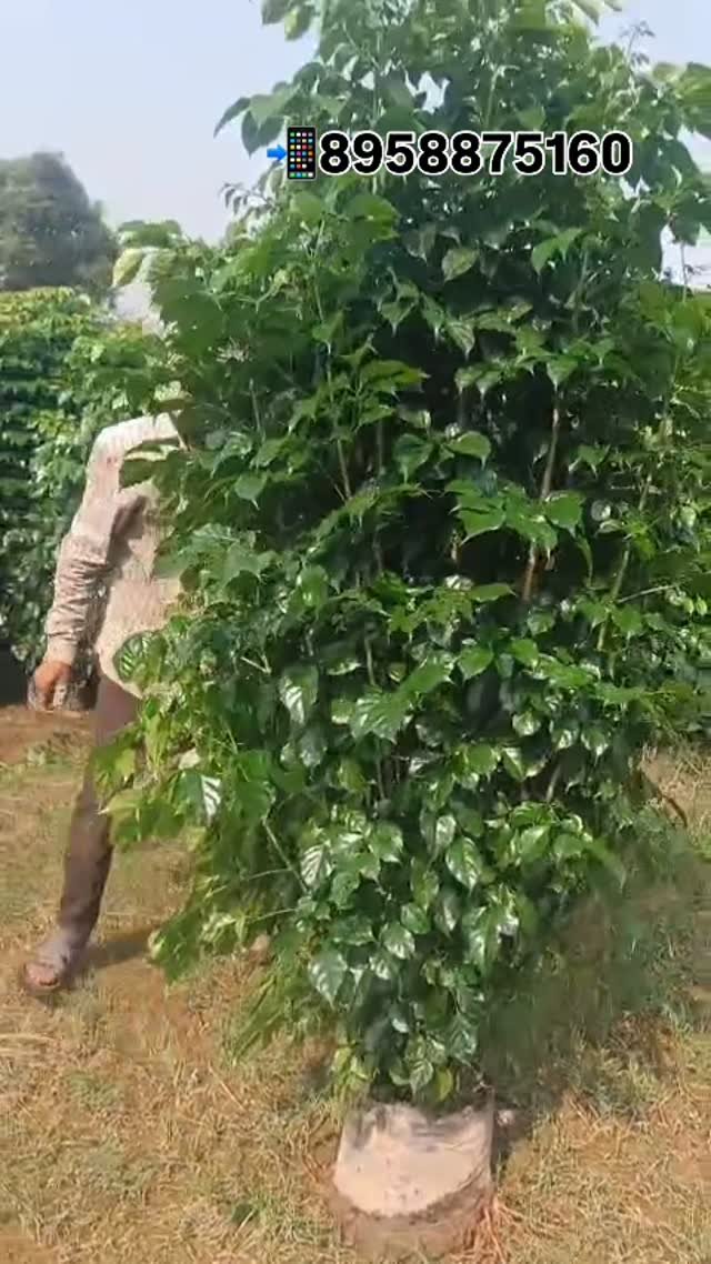 zainul_nursery 게시물 이미지: Red machira plants 🌱 
@zainul_nursery...