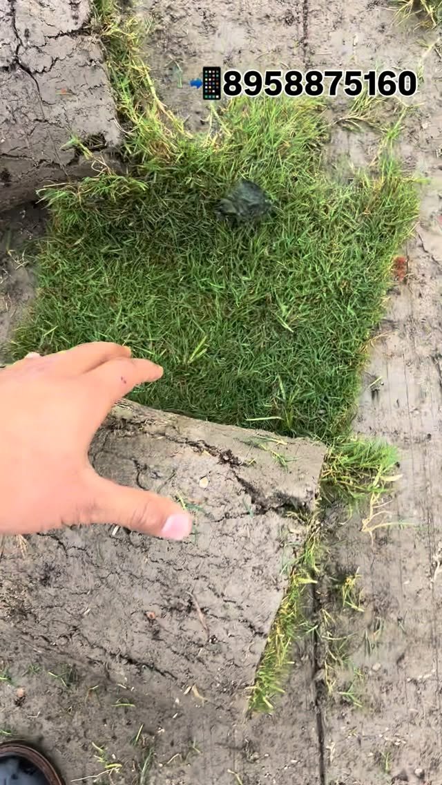 zainul_nursery 게시물 이미지: Selection number one, Grass Loding...