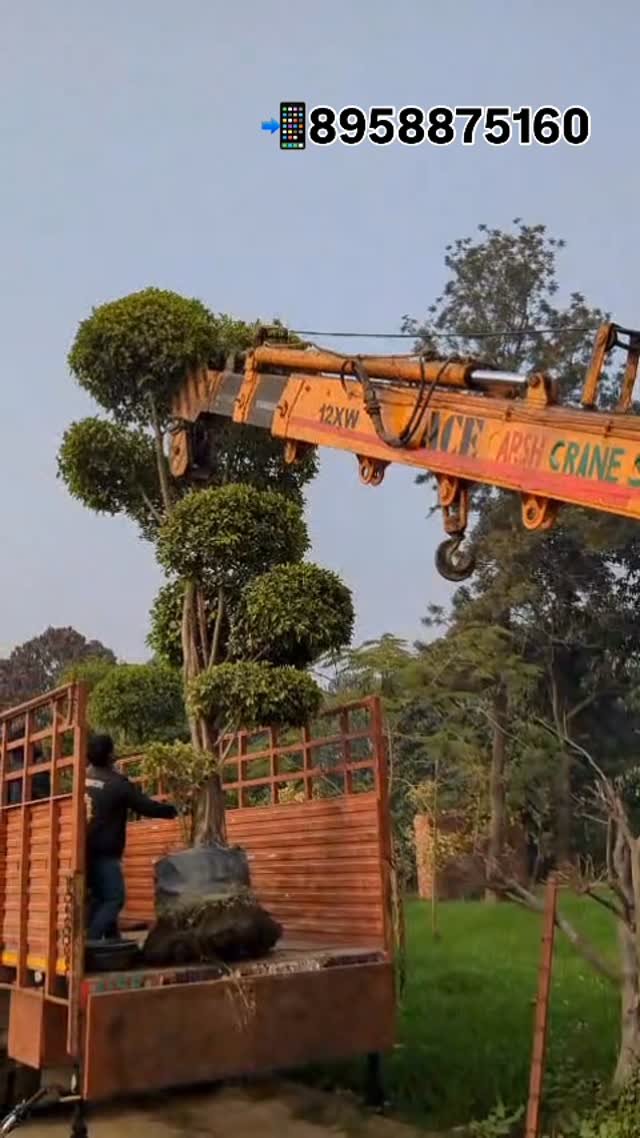 zainul_nursery 게시물 이미지: Latusa tapori plants 🪴 
@zainul_nursery...