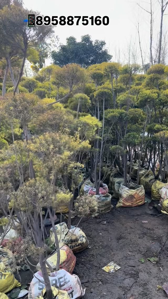 zainul_nursery 게시물 이미지: Loding plants 🌱. 
@zainul_nursery 

#Loding...