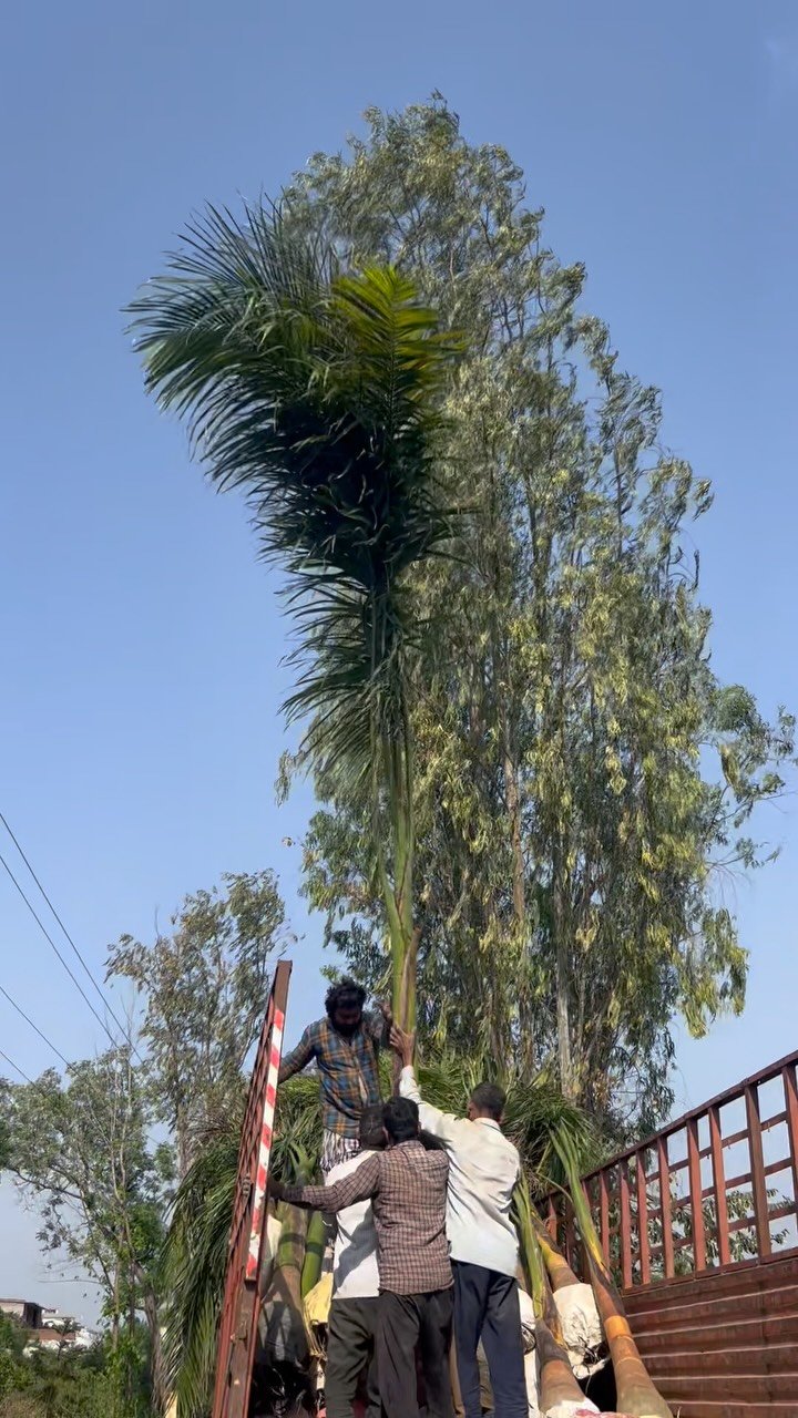 zainul_nursery 게시물 이미지: Bottle palms Loding 
@zainul_nursery...