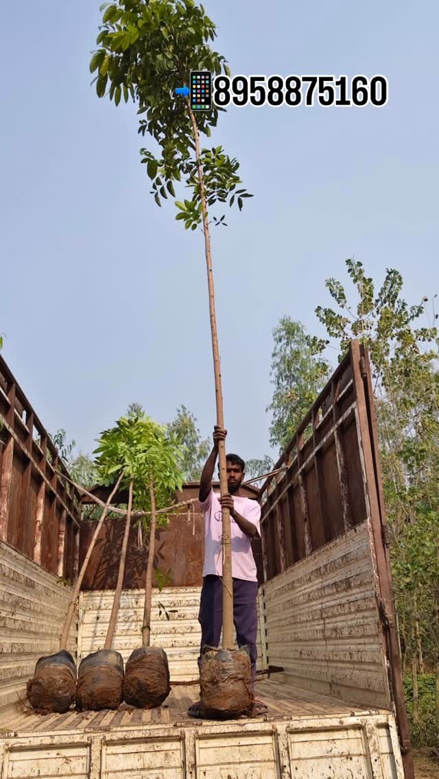 zainul_nursery 게시물 이미지: Mugni plants Loding..
.
.
.
#Mugniplants...