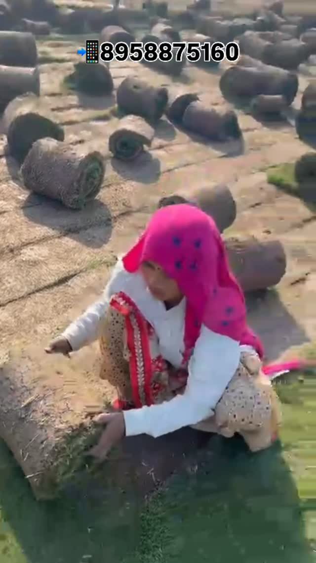 zainul_nursery 게시물 이미지: Mexican Grass Loding 🌴.
@zainul_nursery...