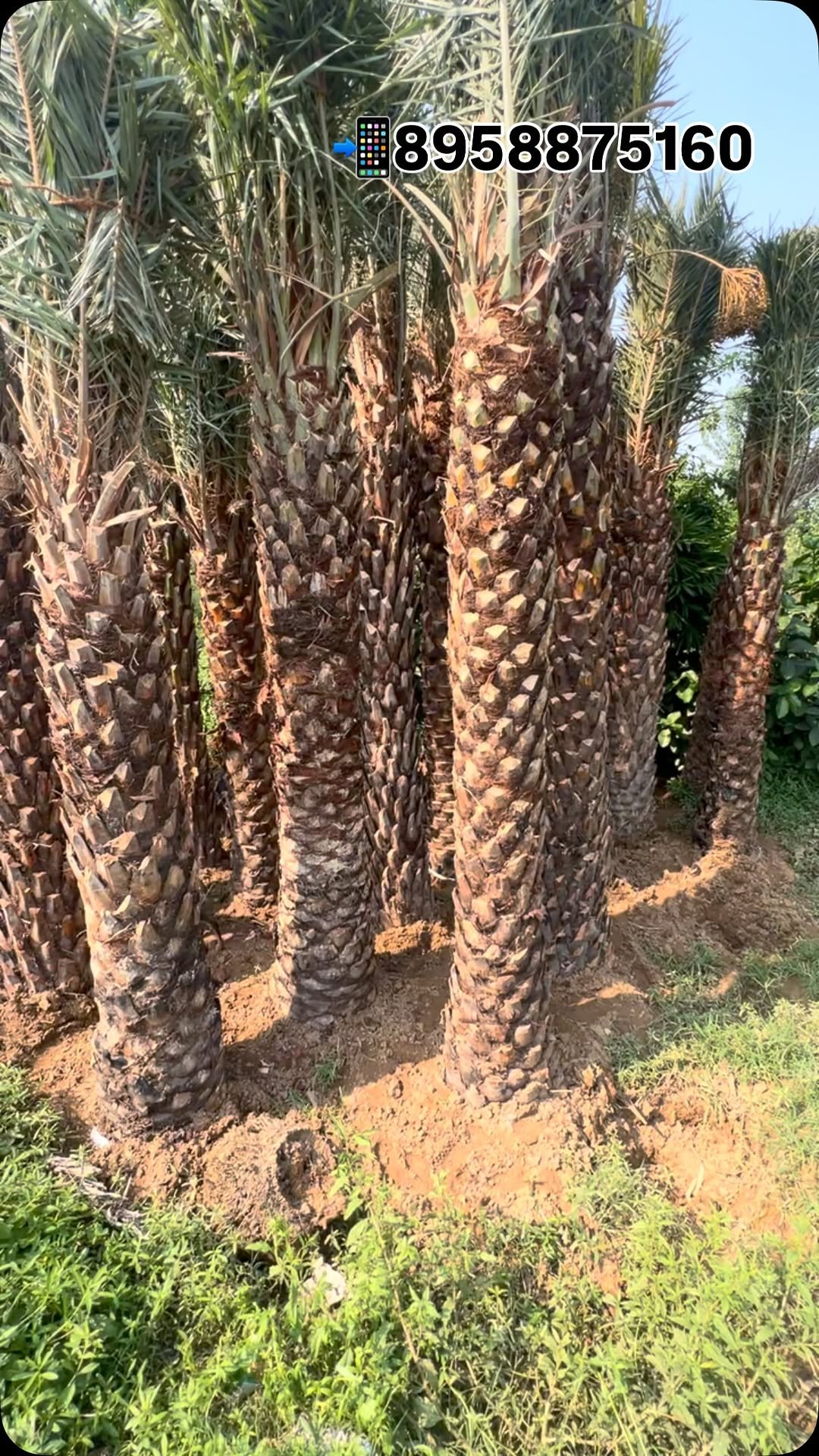 zainul_nursery 게시물 이미지: Date palms🌴
@zainul_nursery 

  #plants...