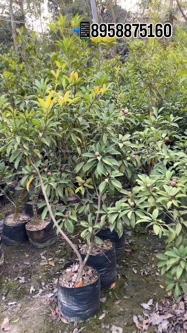 zainul_nursery 게시물 이미지: Chiku plants 
.
.
.
#Chikuplants #trending...