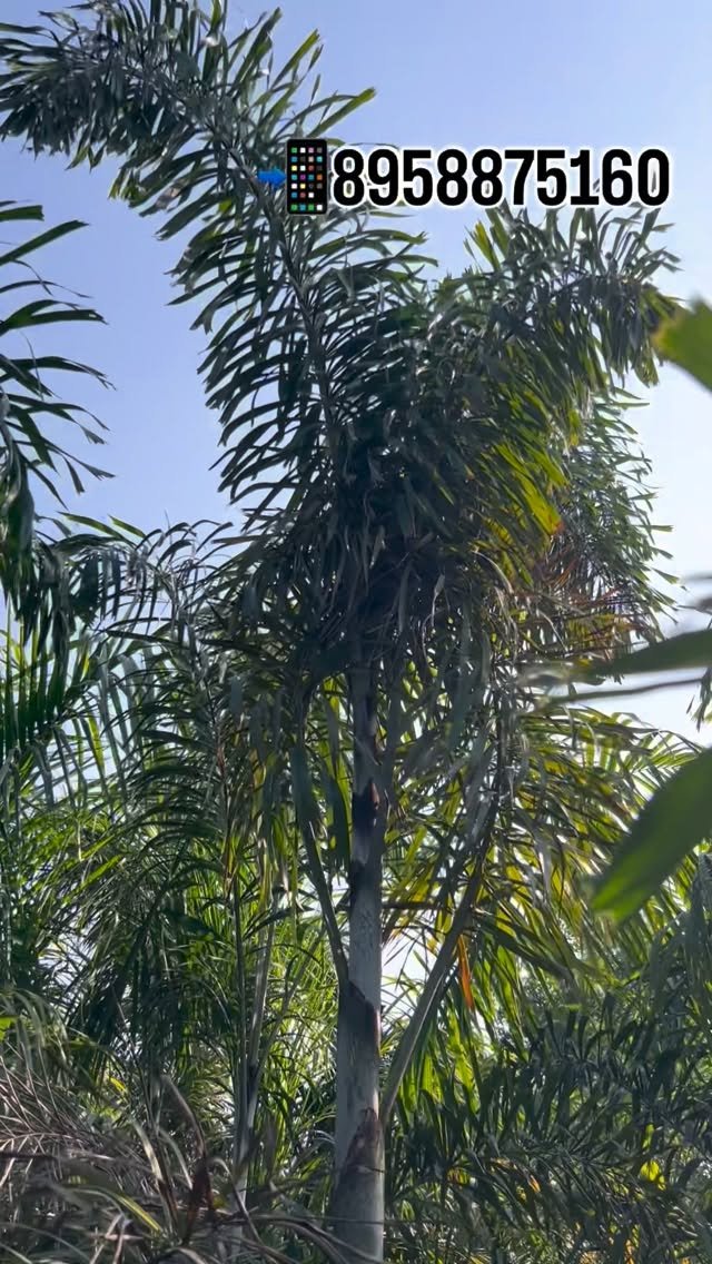 zainul_nursery 게시물 이미지: Foxtail palms available..
.
.
#Foxtail palms ...