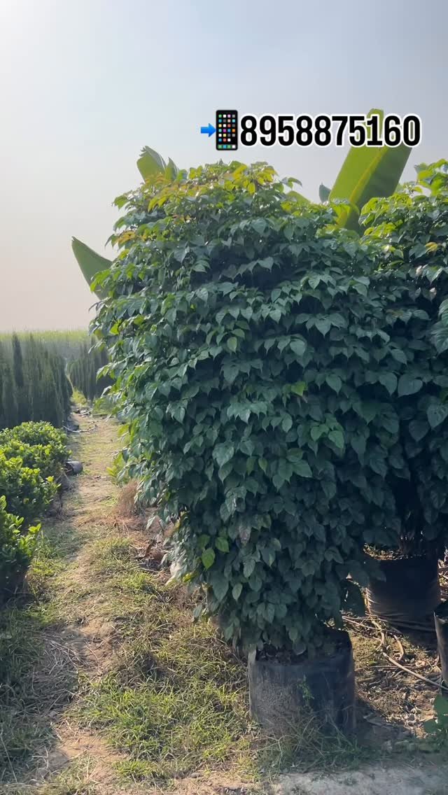 zainul_nursery 게시물 이미지: Red Machira big size plants.
.
.
#Redmachira...