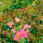 zainul_nursery 인스타그램 프로필 사진