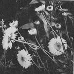 zerose.zone 프로필 사진