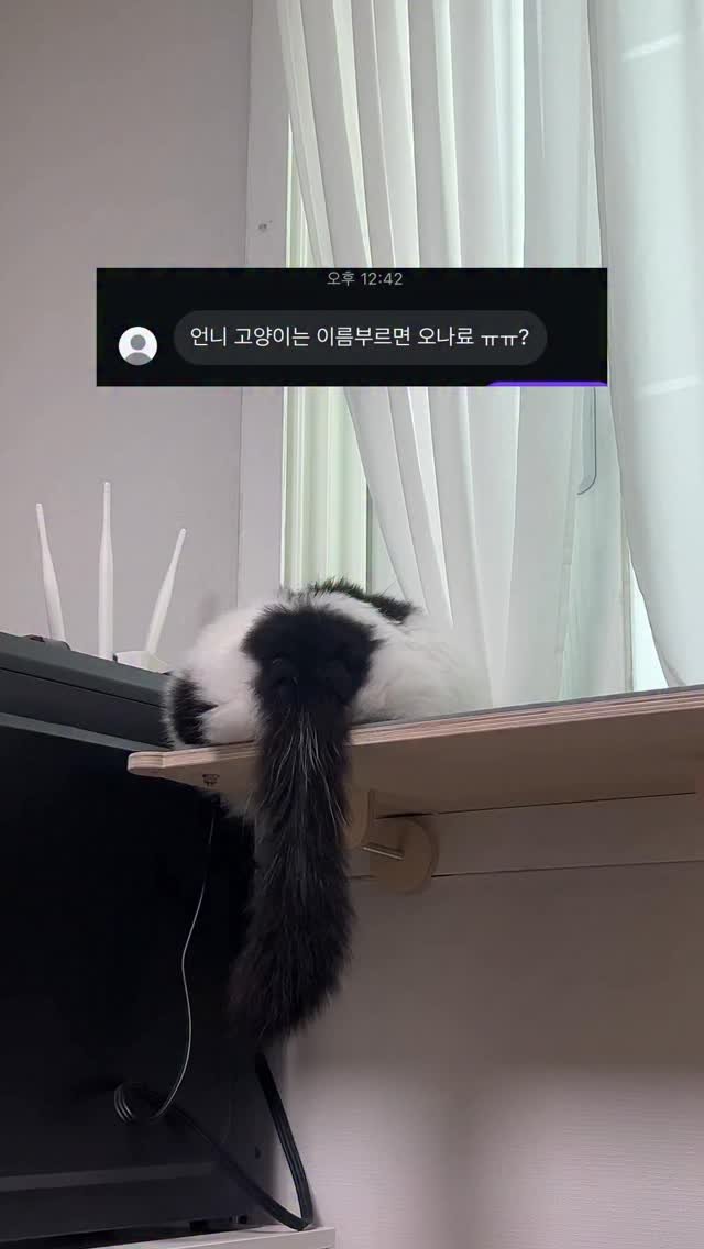 zinn_kibinon 게시물 이미지: 고양이도 부르면 오나요

레오: 불렀으면 간식낸아라🐟

#고양이짤 #고양이영상...