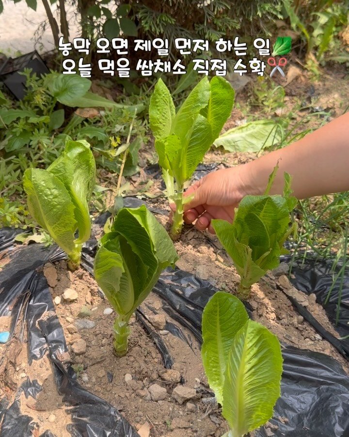 zinny_table 게시물 이미지: #공구중#조셉조셉다용도스피너
농막 오기 전날 미리 만들어 둔 당근라페🥕

하루...