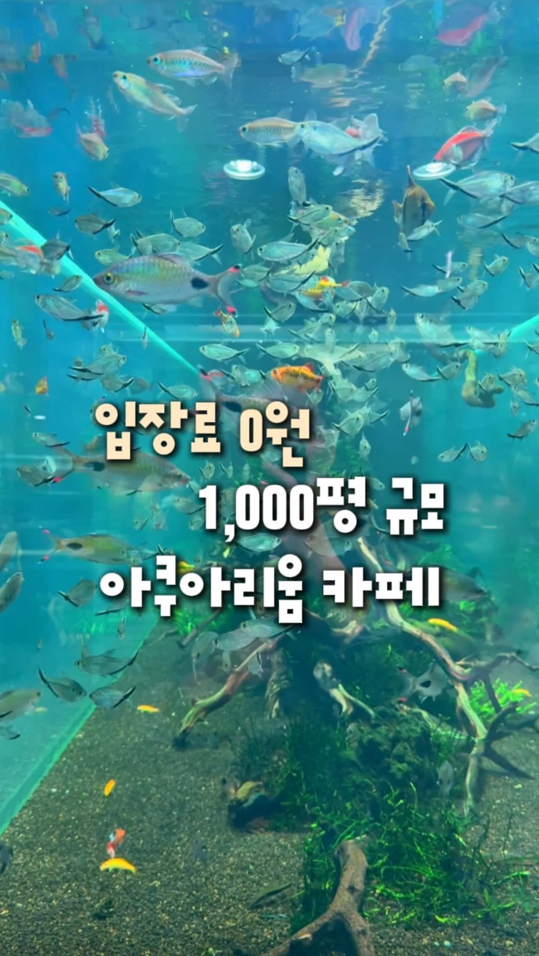 zinoo_travel 게시물 이미지: 커피한잔이 입장료인 초대형 아쿠아리움🔥
(📌저장하고 주말까지 계속봐요)
*본 영상은...