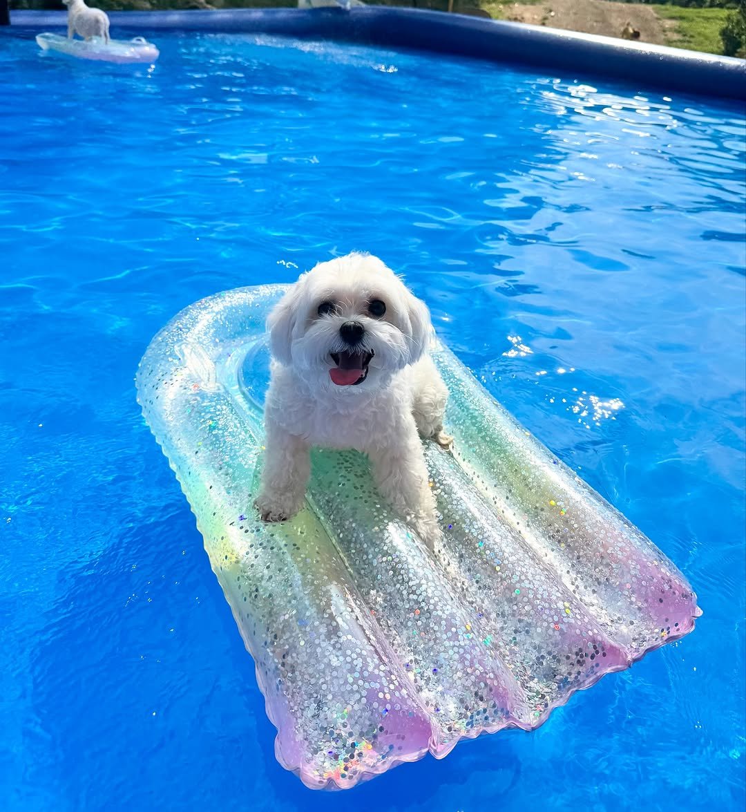 ziyoonzzang 게시물 이미지: 개신남 개행복 🐶🎵