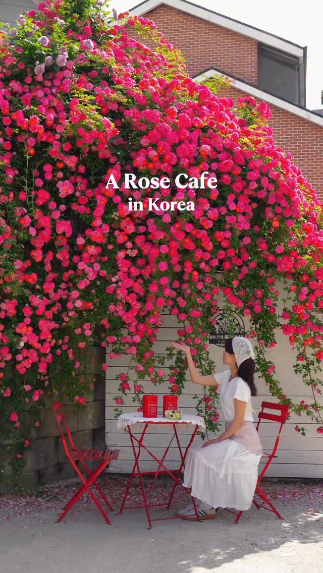 zoo_sorok 게시물 이미지: 동화 속 한 장면 같은 장미 카페🌹🌹

장미가 쏟아지는 모습이
마치 동화 속 한...