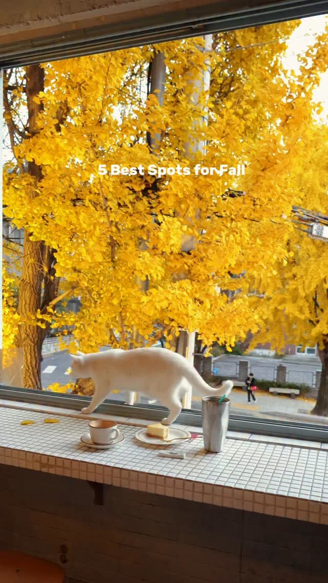 zoo_sorok 게시물 이미지: 노란 단풍이 펼쳐지는 가을 장소 5곳💛🍁
(5 Best Spots for Fall...
