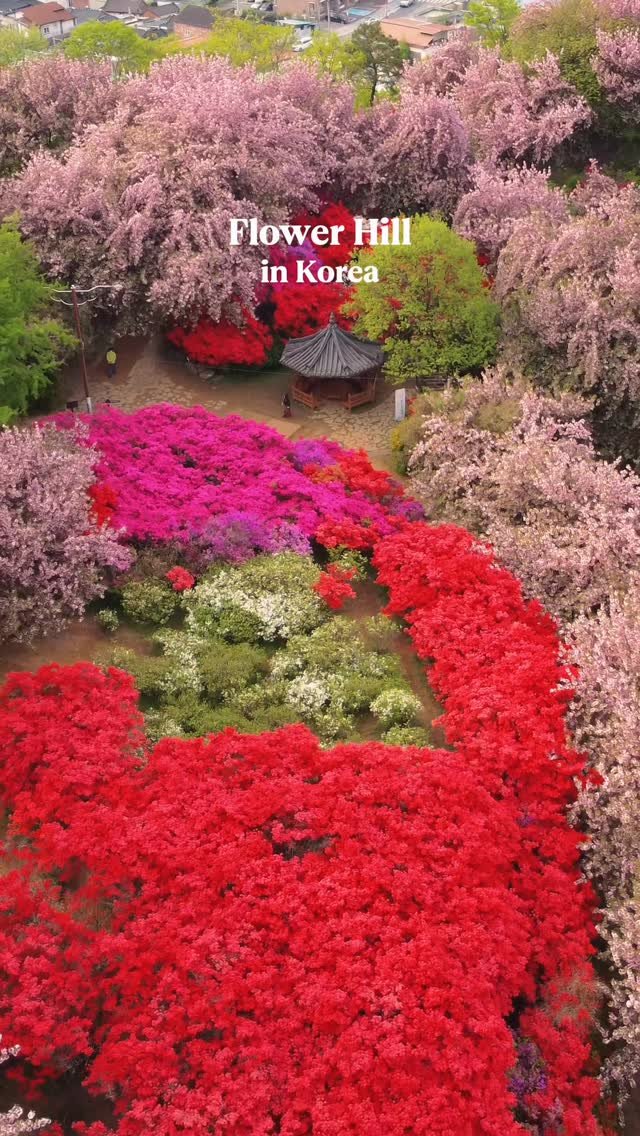 zoo_sorok 게시물 이미지: 만개한 겹벚꽃과 철쭉으로 가득 물든 꽃동산🌸🌺

분홍 겹벚꽃과 붉은 철쭉으로...
