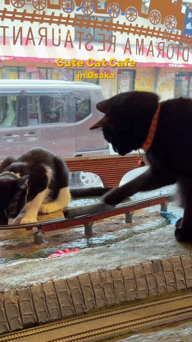 zoo_sorok 게시물 이미지: 냥냥펀치로 기찻길 점령😼💥오사카 고양이 카페

귀여움과 냥냥펀치로 
기찻길을 점령한...