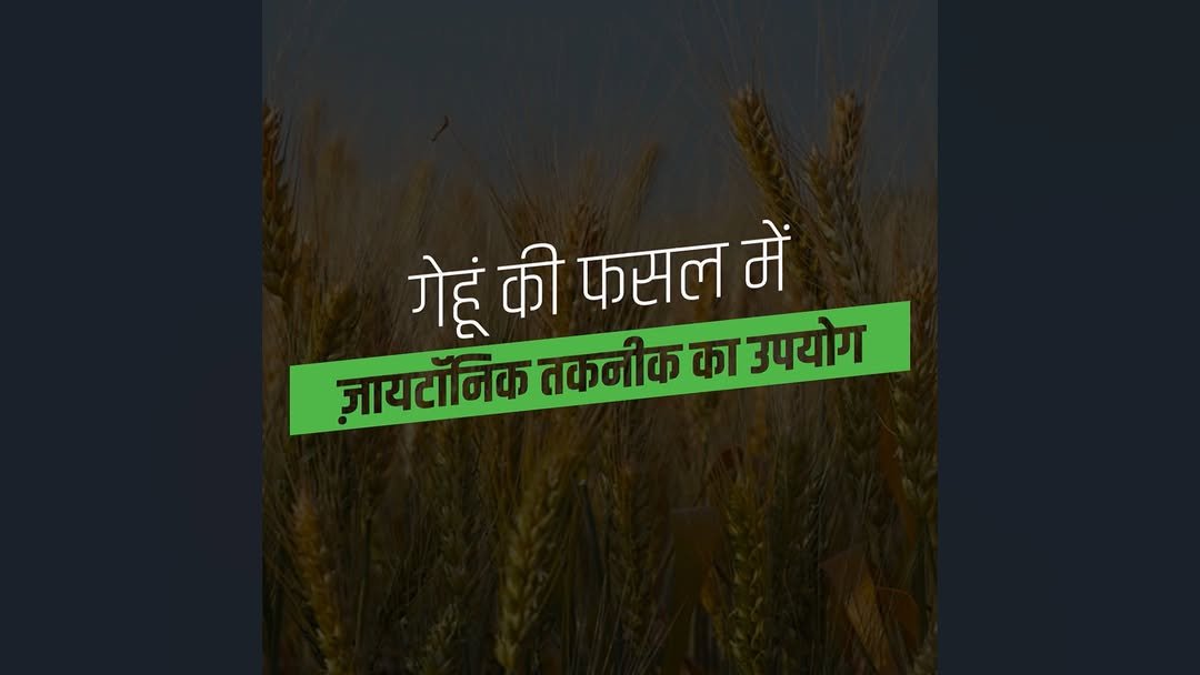 zydexagrisolutions 게시물 이미지: गेहूं की फसल में बेहतर वृद्धि और अधिक उत्पादन...
