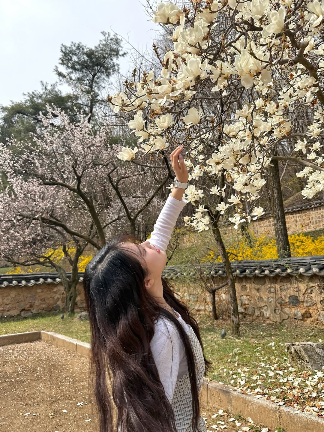 Photo by 지히지히 on April 03, 2026. May be an image of stone-fruit tree and text.