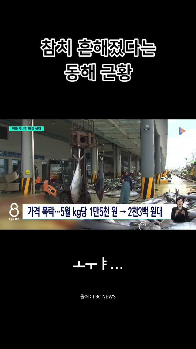 zzal_oppa_ 게시물 이미지: 참치 흔해졌다는 동해 근황