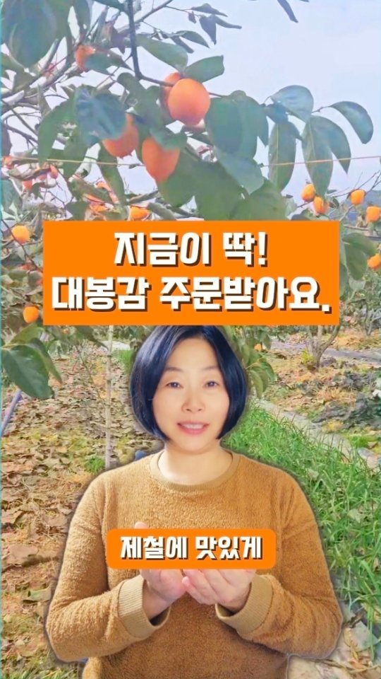 zzangunni__ 게시물 이미지: 🍊 제철 대봉감 수확 완료!

달콤하고 당도 높은 하동 옥종감, 지금 한창 수확...